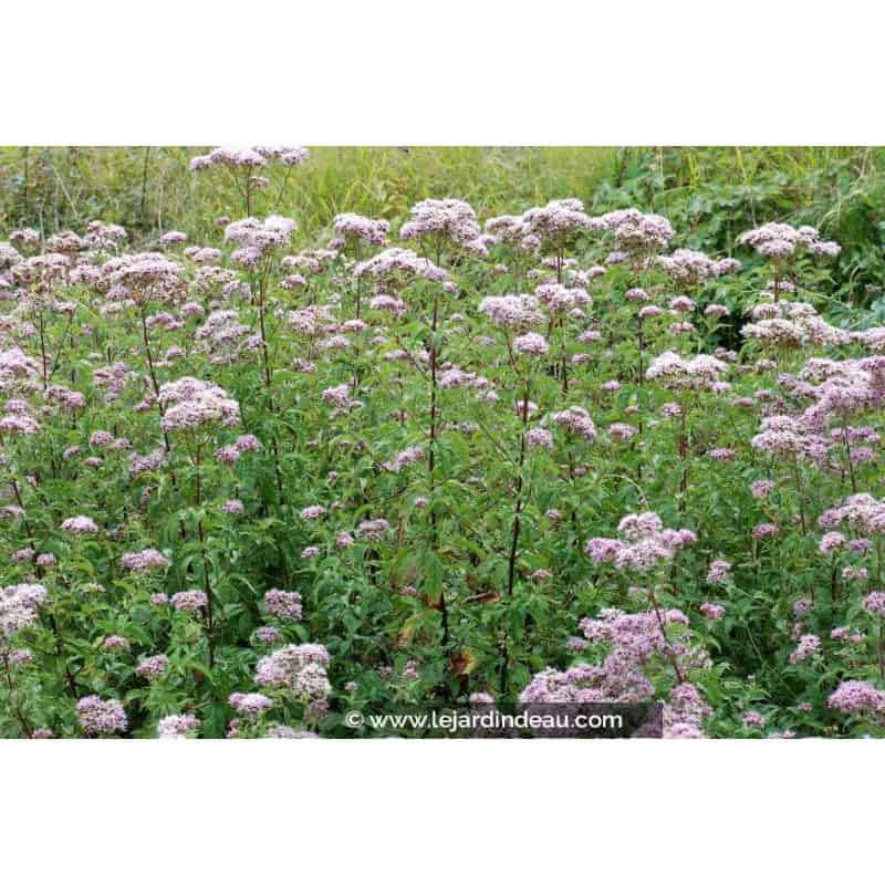 EUPATORIUM cannabinum EUPATORIUM cannabinum