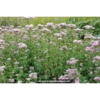 EUPATORIUM cannabinum EUPATORIUM cannabinum
