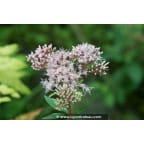 EUPATORIUM cannabinum EUPATORIUM cannabinum