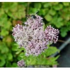 EUPATORIUM cannabinum 'Flore Pleno' EUPATORIUM cannabinum 'Flore Pleno'