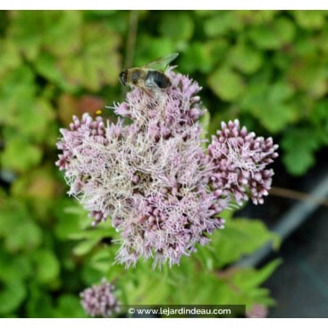 EUPATORIUM cannabinum \'Flore Pleno\' - Eupatoire à fleurs doubles