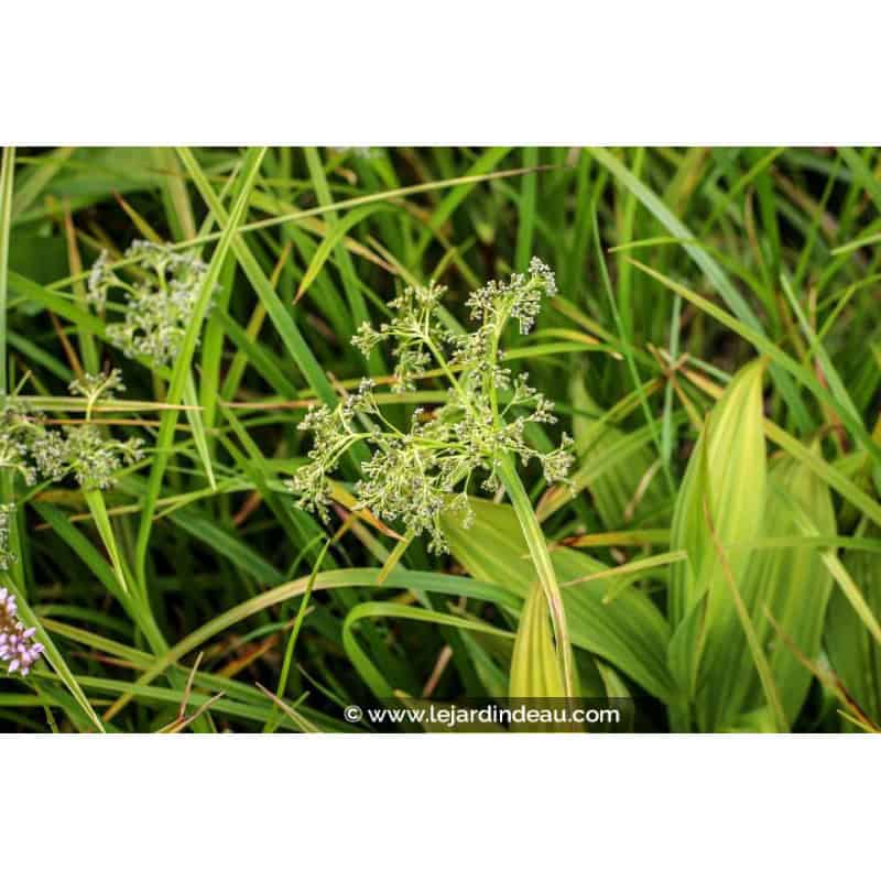 SCIRPUS sylvaticus