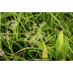 SCIRPUS sylvaticus