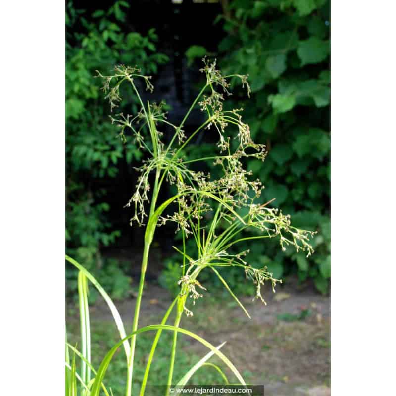 SCIRPUS sylvaticus