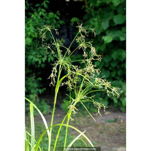 SCIRPUS sylvaticus