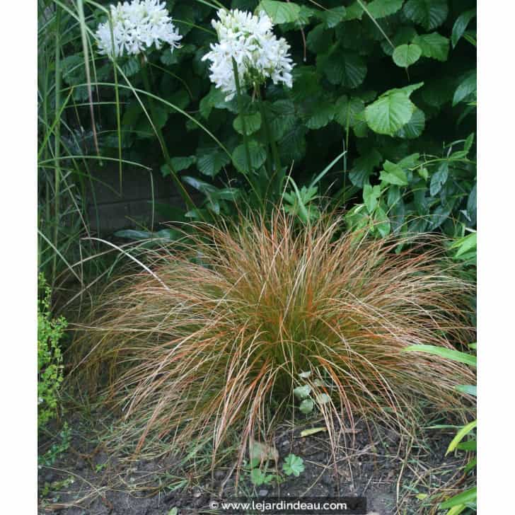 CAREX testacea