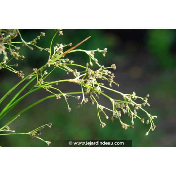 SCIRPUS sylvaticus