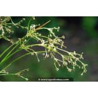 SCIRPUS sylvaticus