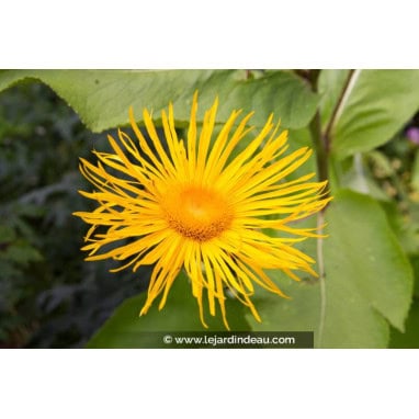 INULA magnifica - Inule magnifique