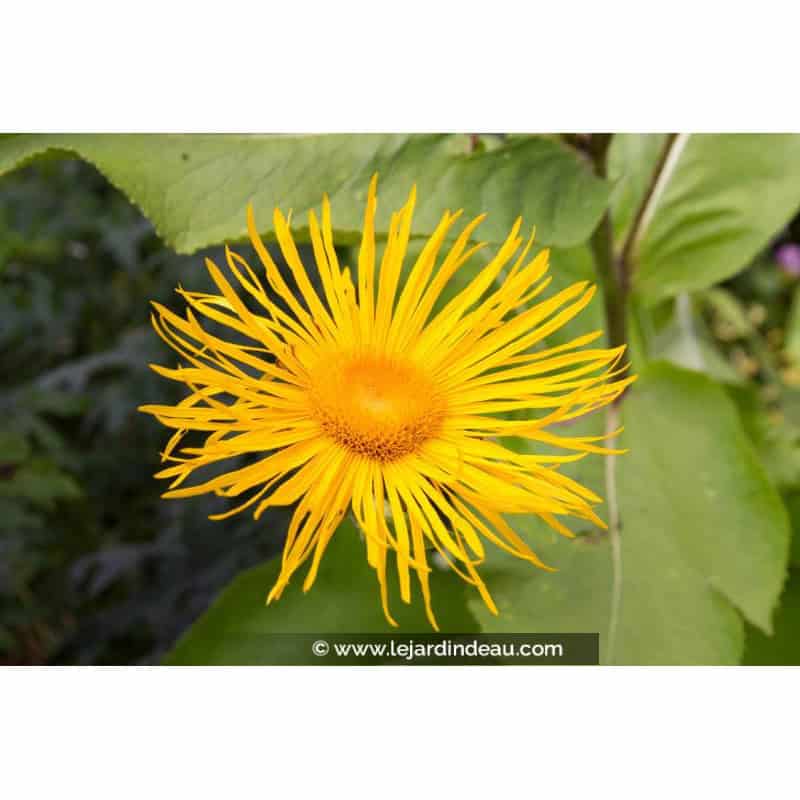 INULA magnifica INULA magnifica