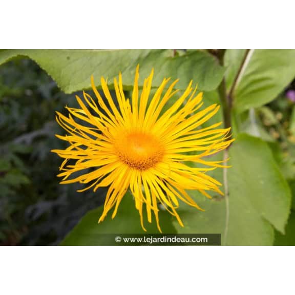 INULA magnifica