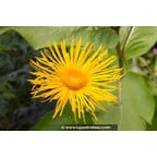 INULA magnifica INULA magnifica