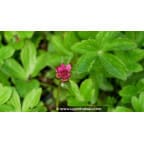 ASTRANTIA major 'Milano' ASTRANTIA major 'Milano'