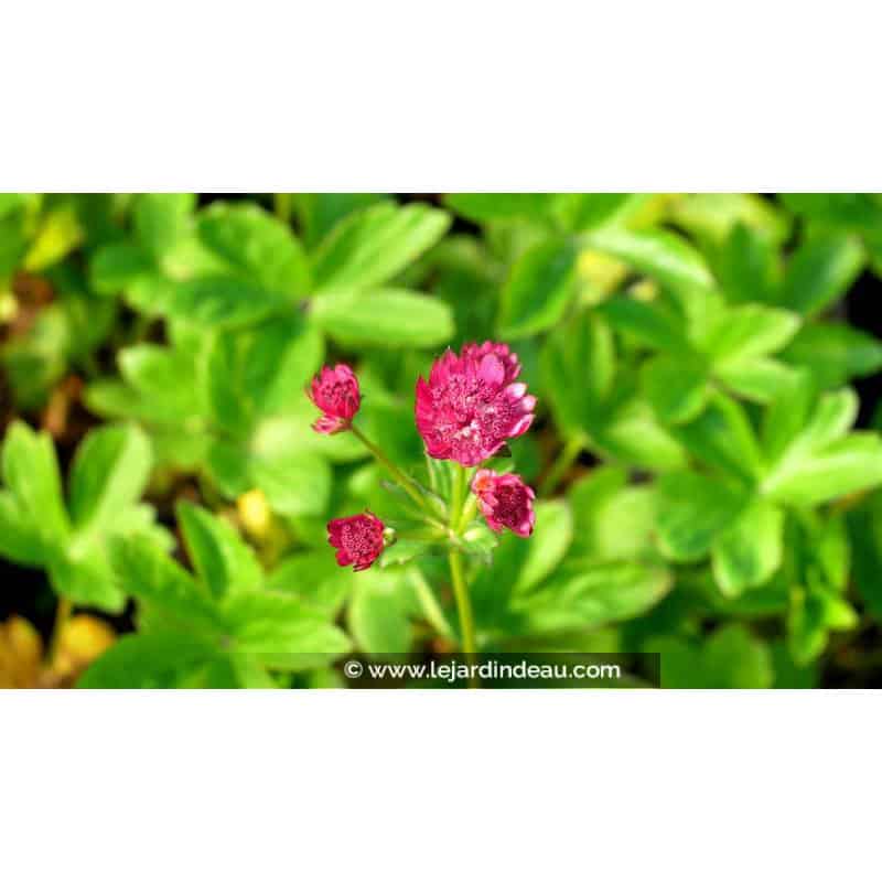 ASTRANTIA major 'Milano' ASTRANTIA major 'Milano'
