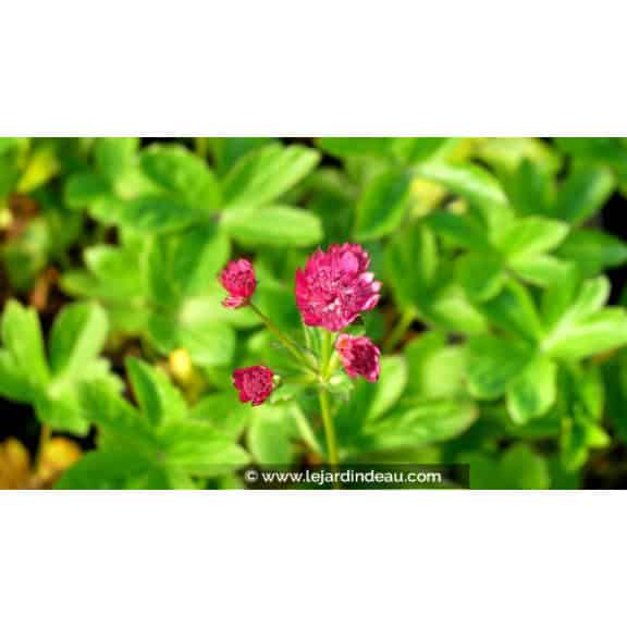 ASTRANTIA major 'Milano'