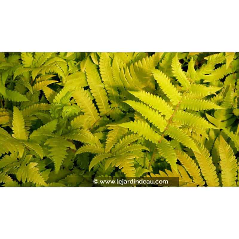 MATTEUCCIA orientalis MATTEUCCIA orientalis