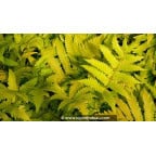 MATTEUCCIA orientalis MATTEUCCIA orientalis