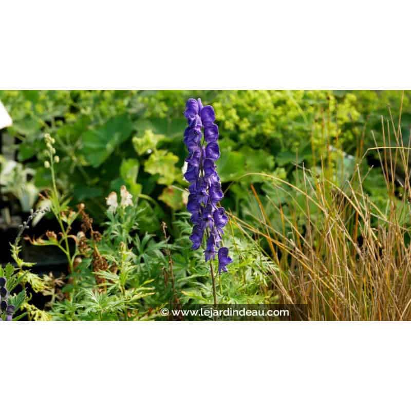 ACONITUM napellus ACONITUM napellus