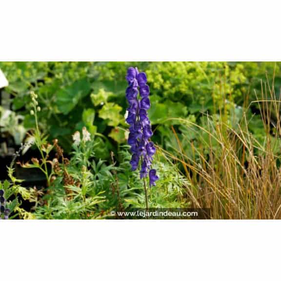ACONITUM napellus