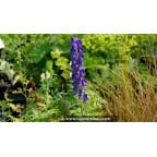 ACONITUM napellus ACONITUM napellus