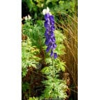 ACONITUM napellus ACONITUM napellus
