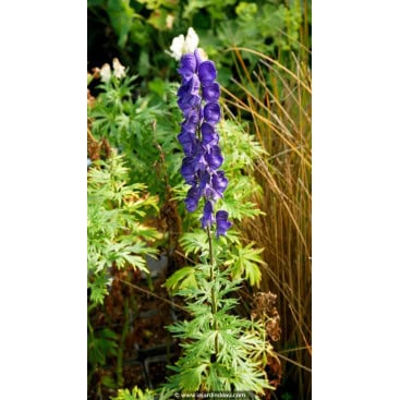 ACONITUM napellus - Casque de jupiter / Aconit napel / Monkshood / Eisenhut
