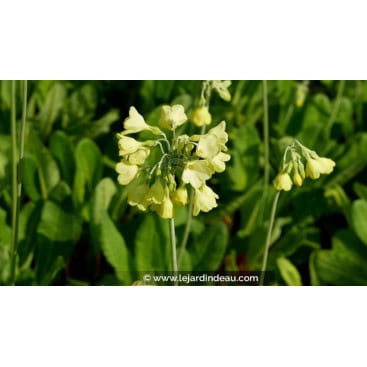 PRIMULA florindae - Primev&egrave;re du Tibet /  Himalayan Cowslip