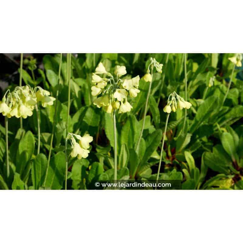 PRIMULA florindae PRIMULA florindae