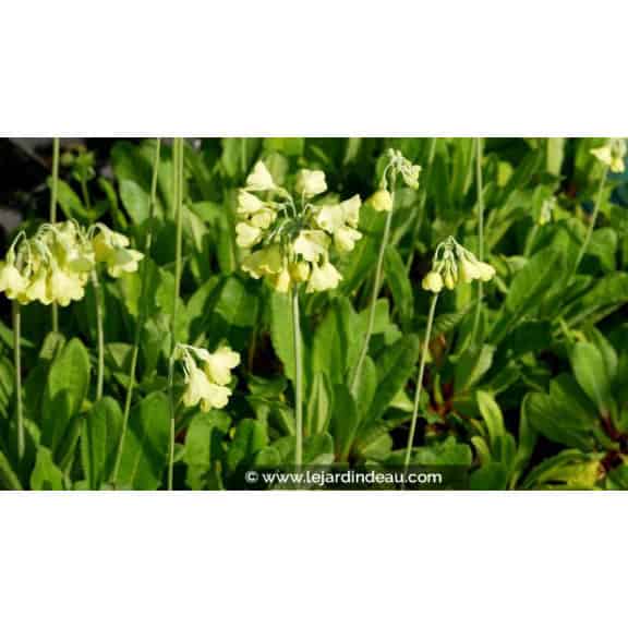 PRIMULA florindae