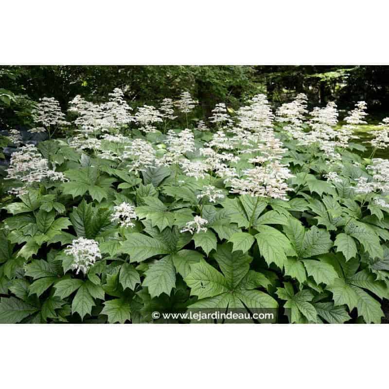 RODGERSIA aesculifolia RODGERSIA aesculifolia