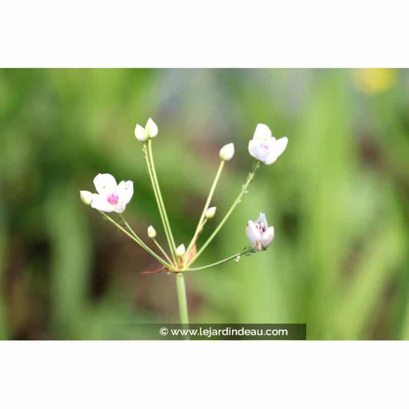 BUTOMUS umbellatus 'Schneeweisschen' BUTOMUS umbellatus 'Schneeweisschen'