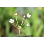BUTOMUS umbellatus 'Schneeweisschen' BUTOMUS umbellatus 'Schneeweisschen'
