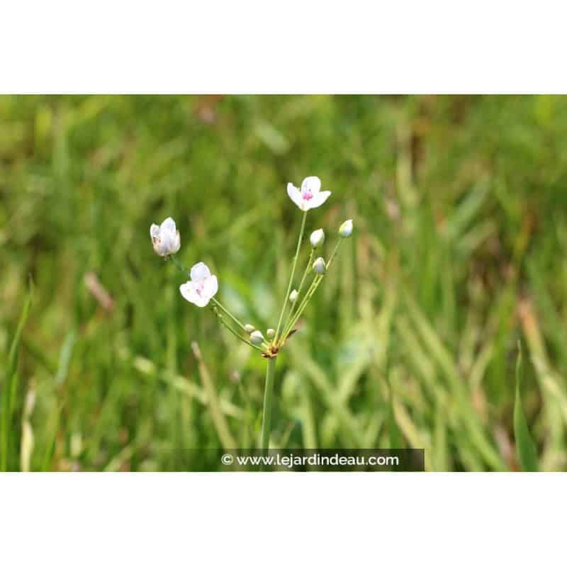 BUTOMUS umbellatus 'Schneeweisschen' BUTOMUS umbellatus 'Schneeweisschen'