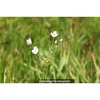 BUTOMUS umbellatus 'Schneeweisschen' BUTOMUS umbellatus 'Schneeweisschen'