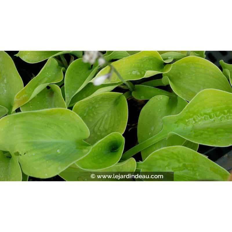 HOSTA 'Zounds'
