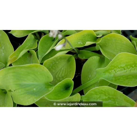 HOSTA 'Zounds'