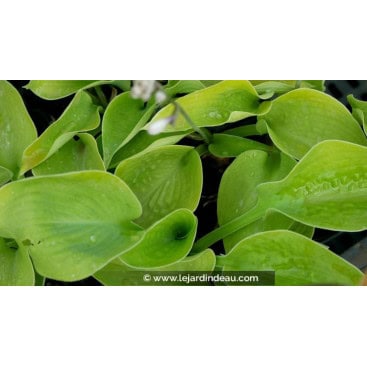 HOSTA \'Zounds\' - Hosta, Funkia, Lis plantain