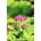 ASTRANTIA major 'Milano' ASTRANTIA major 'Milano'