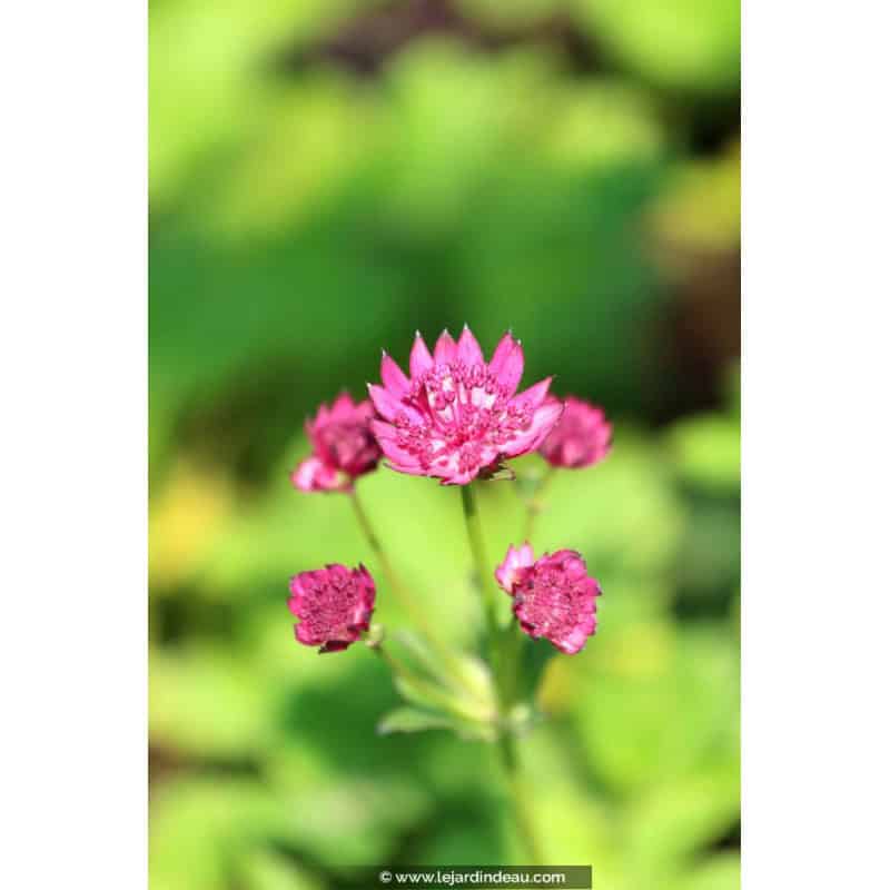 ASTRANTIA major 'Milano' ASTRANTIA major 'Milano'