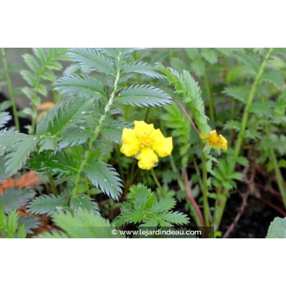 POTENTILLA anserina