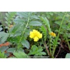 POTENTILLA anserina POTENTILLA anserina