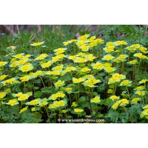CHRYSOSPLENIUM alternifolium