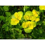 CHRYSOSPLENIUM alternifolium CHRYSOSPLENIUM alternifolium