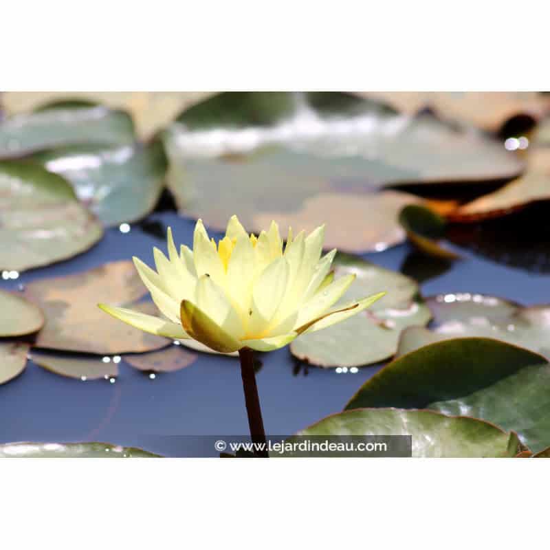 NYMPHAEA 'Colonel A.J. Welch' NYMPHAEA 'Colonel A.J. Welch'