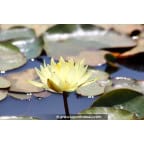 NYMPHAEA 'Colonel A.J. Welch' NYMPHAEA 'Colonel A.J. Welch'