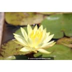 NYMPHAEA 'Colonel A.J. Welch' NYMPHAEA 'Colonel A.J. Welch'