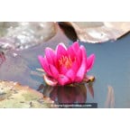 NYMPHAEA 'Escarboucle' NYMPHAEA 'Escarboucle'