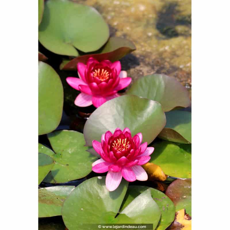 NYMPHAEA 'Perry's Baby Red' NYMPHAEA 'Perry's Baby Red'