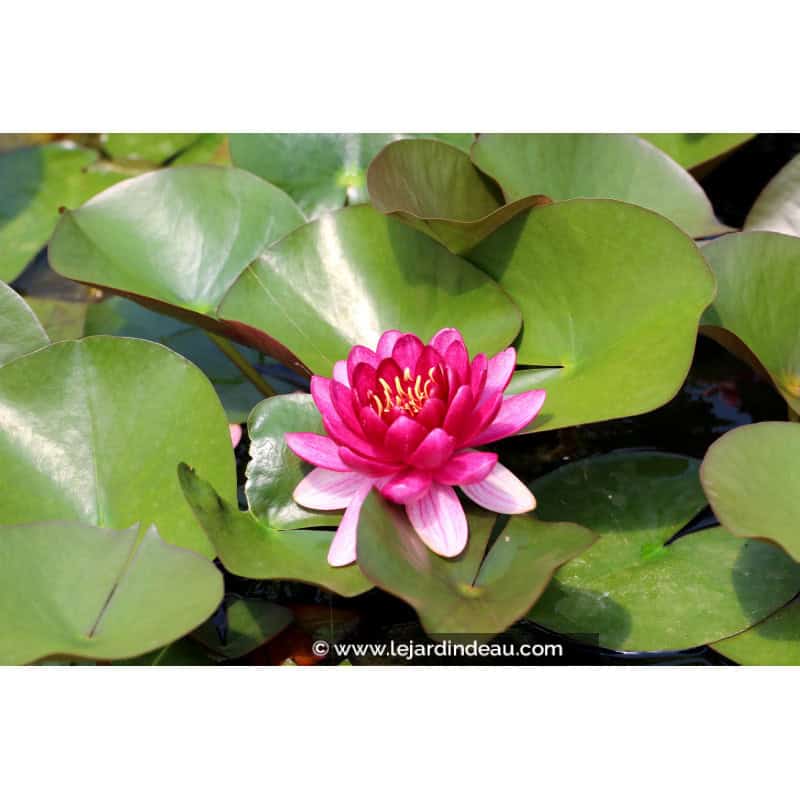 NYMPHAEA 'Perry's Baby Red' NYMPHAEA 'Perry's Baby Red'