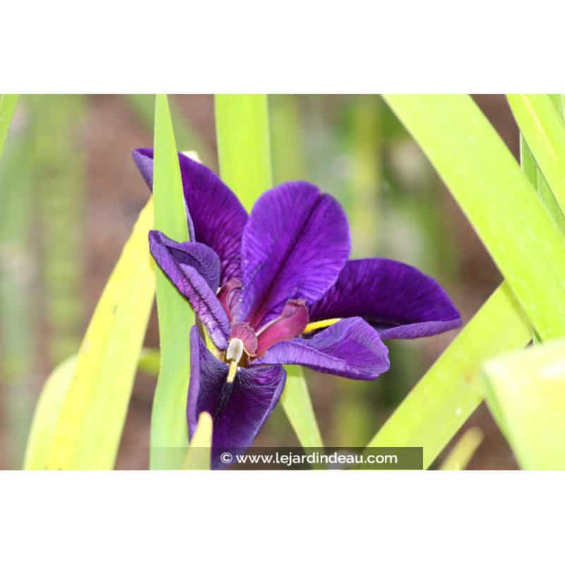 IRIS louisiana 'Black Gamecock' IRIS louisiana 'Black Gamecock'